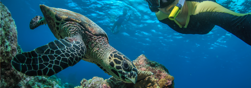 Spectacular Catamaran Trip to Ile Aux Cerfs Including Undersea Walk, Lunch & Grse