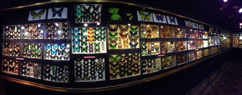 The Gorgeous South of Mauritius: Full Day Tour Including Tea Route & Crocodile Park