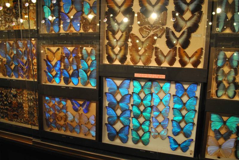 The Gorgeous South of Mauritius: Full Day Tour Including Tea Route & Crocodile Park