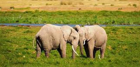 Nairobi-Lake Nakuru National Park Tour