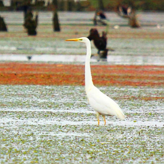 Birds of Persia Tour