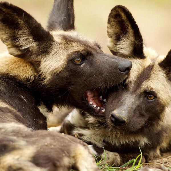 Kruger Safari Holidays South Africa Private Guide Tour Image