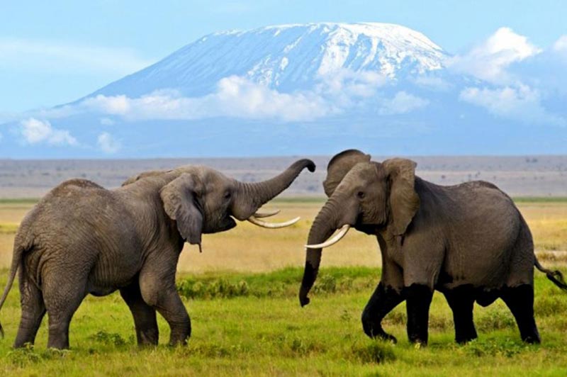 Privately Guided - 4 National Parks Of Kenya Tour