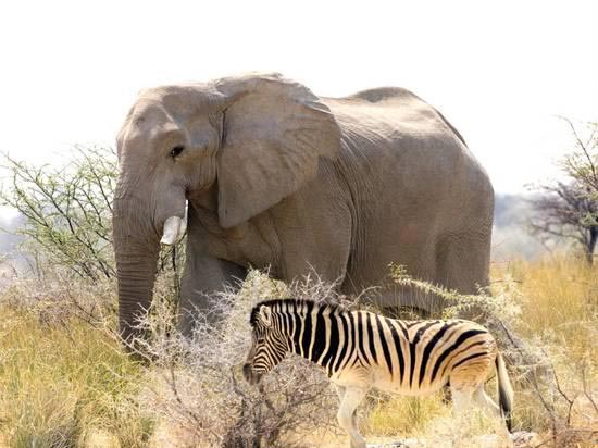 Etosha National Park With Private Driver/Guide Tour