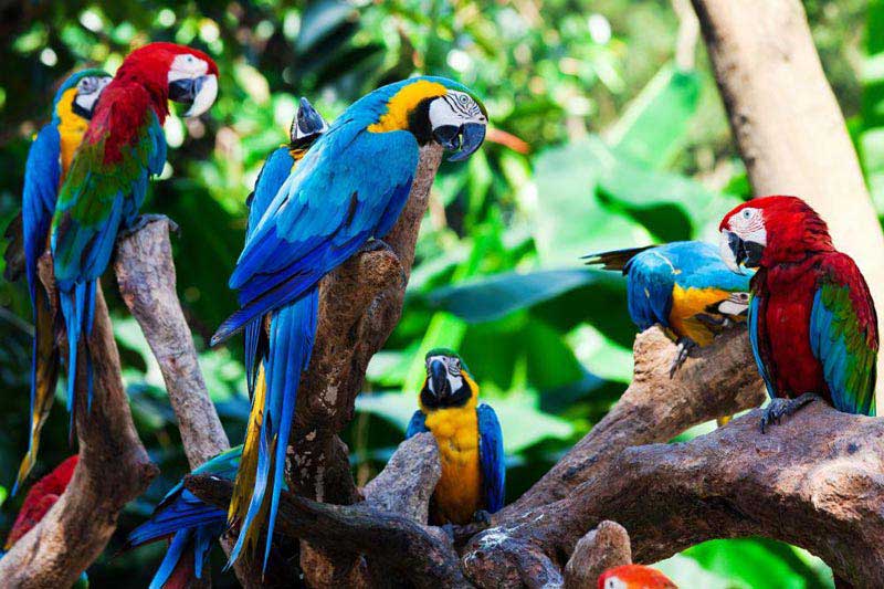 Wildlife Of Amazon Colombia & Tayrona Park Tour