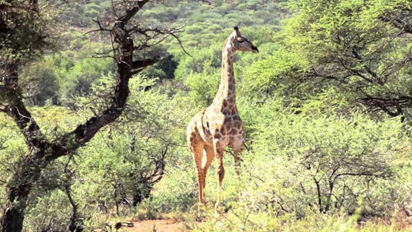 South Africa Safari: Hluhluwe - Thonga Beach Tour Image
