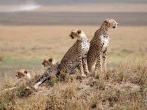 Privately Guided: Serengeti Safari - Zanzibar Tour