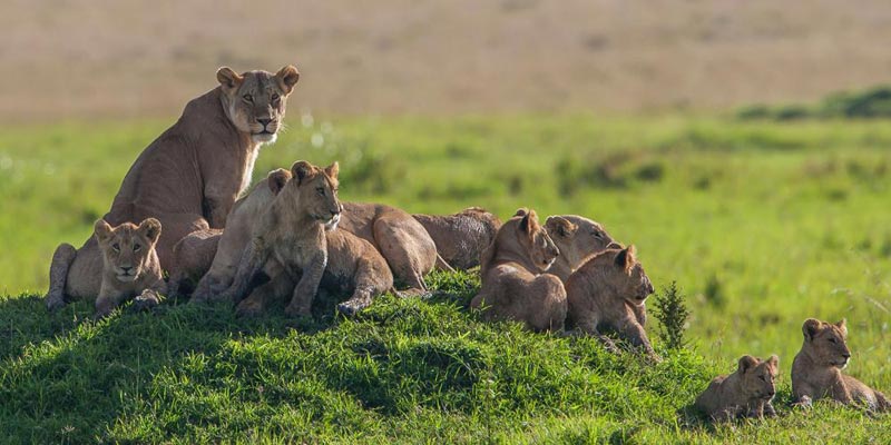 Kenya Privately Guided Safari Tour