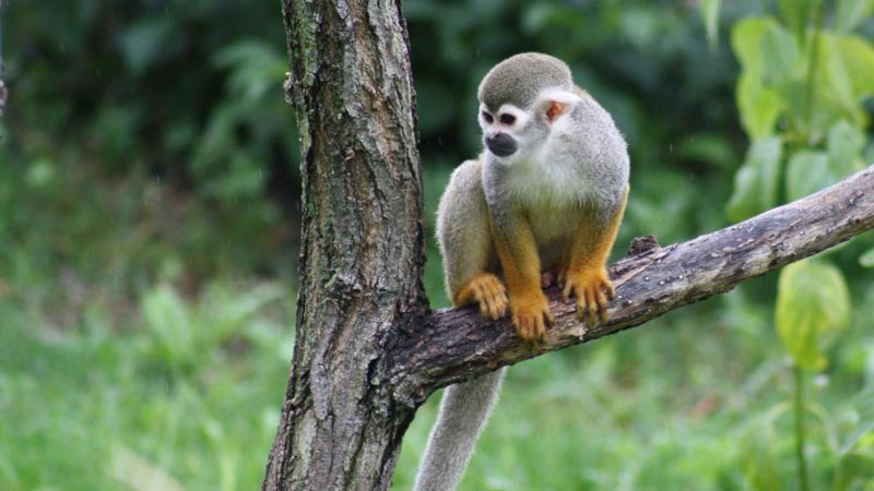 Wildlife Of Ecuador: Amazon - Galapagos On Land Tour