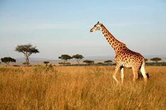 Privately Guided - Highlights Of Kenya & Tanzania Tour