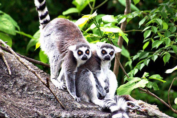 Lemurs & Rainforests - RN7 Route - Anakao Beach Tour