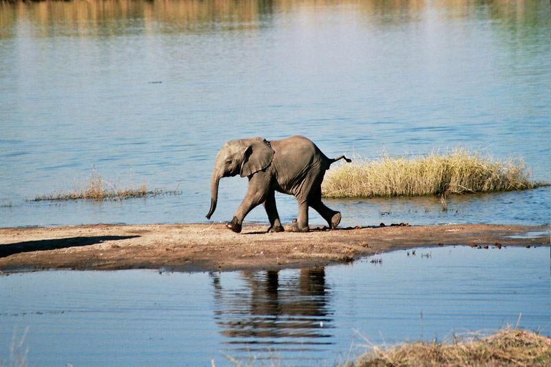 Kruger Safari Holidays South Africa - Private Guide Tour Image