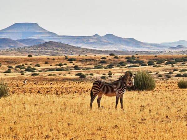 Walking: Cape Town - Shamwari Walking Safari Tour Image