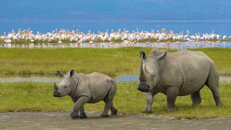 Tanzania Safari: Selous - Ruaha - Swahili Coast Tour