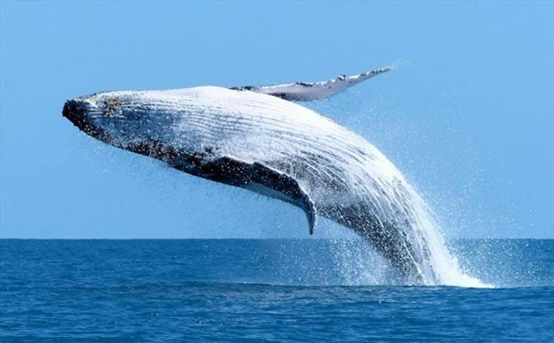 Whales - Winelands - Wildflowers Self-Drive Tour Image
