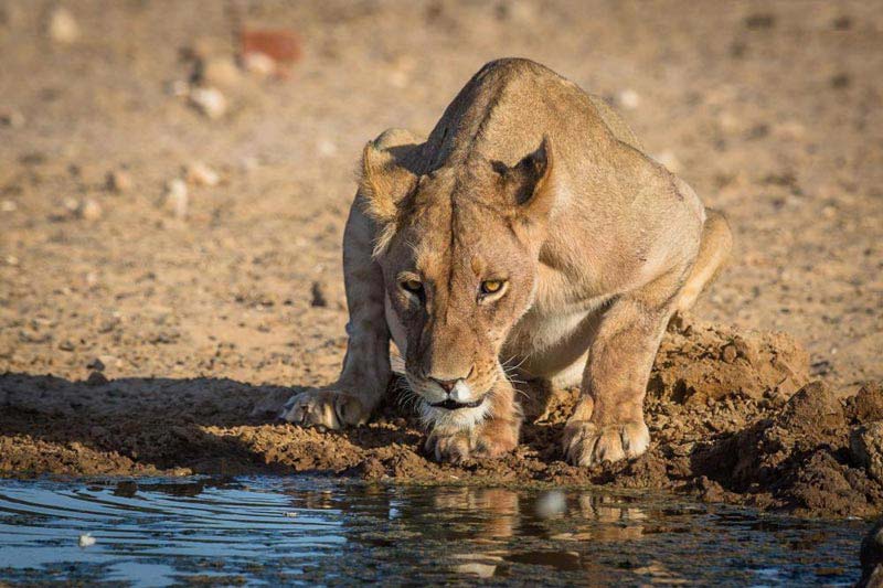 Land Of The Bushman - Kalahari With Guide Tour Image