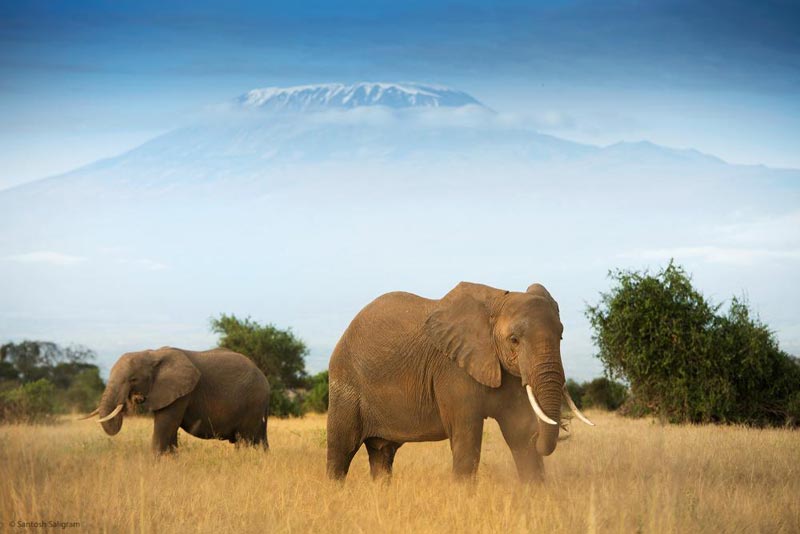 Privately Guided Safari: Amboseli - Tsavo - Beach Tour