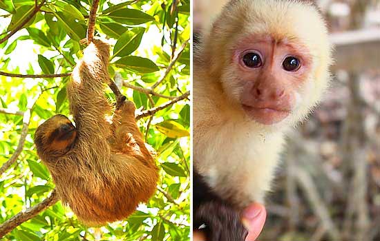 Roatan Monkey & Sloth Sanctuary Hangout Tour