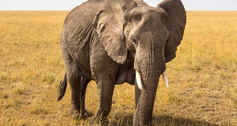 1 Night 2 Days Arusha to Tarangire & Ngorongoro Crater