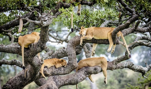 4 Night 5-Days Nothern Tanzania Camping Safari package