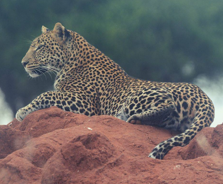 4 Night 5-Days Nothern Tanzania Camping Safari package