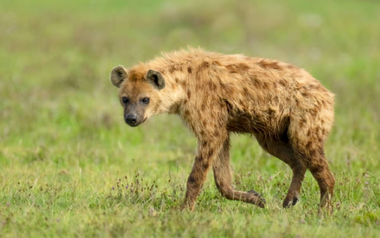 6Night 7 Days The Best of Africas Big Five Safari