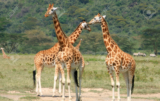 6Night 7 Days The Best Of Africa's Big Five Safari