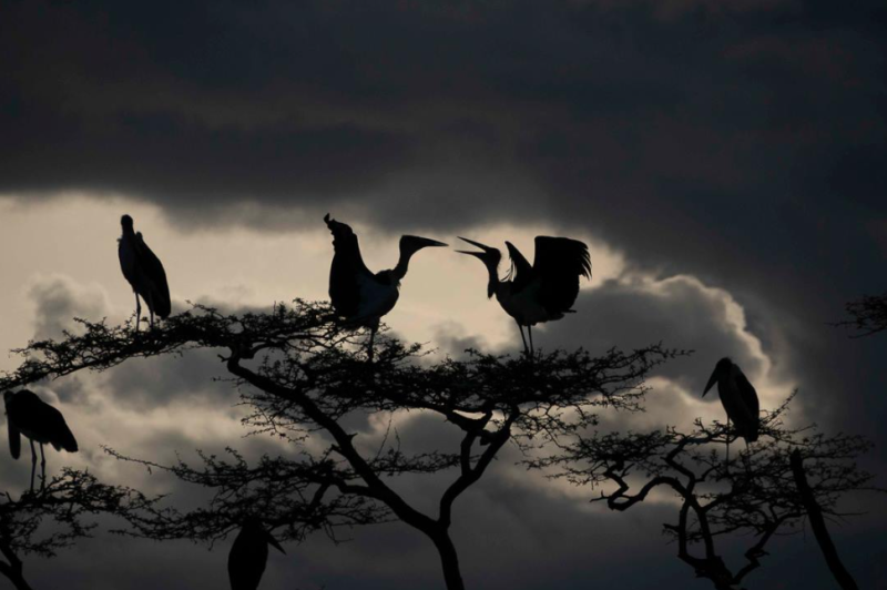 6Night 7 Days The Best of Africas Big Five Safari