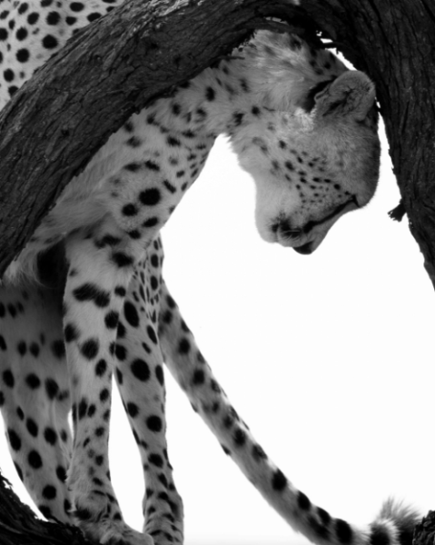 6Night 7 Days The Best of Africas Big Five Safari