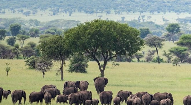 6Night 7 Days The Best of Africas Big Five Safari