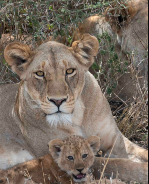 6Night 7 Days The Best of Africas Big Five Safari