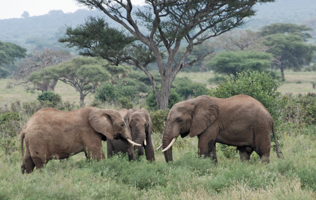 Budget Camping Safari-Manyara, Tarangire & Crater