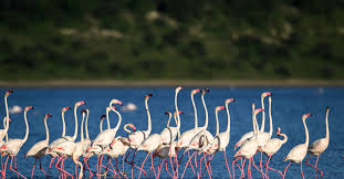 Lake Manyara, Serengeti & Ngorongoro - Luxury Tour Image