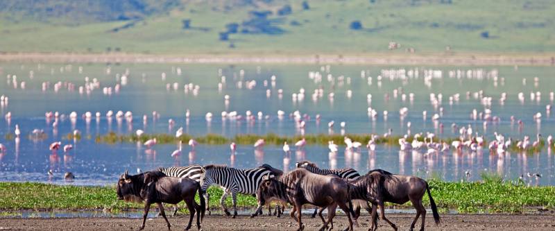 Lake Manyara, Serengeti & Ngorongoro - Luxury Tour