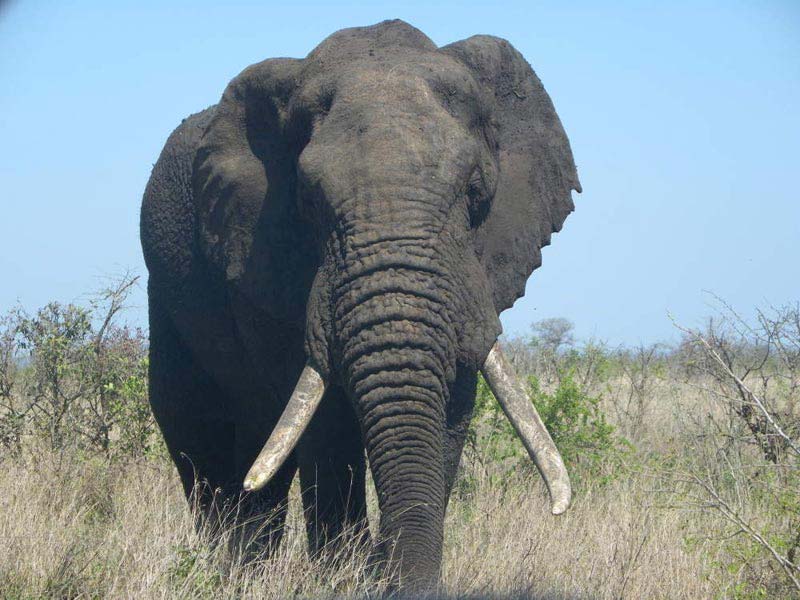 Big 5 Kruger Park Safari & Panoramic Tour