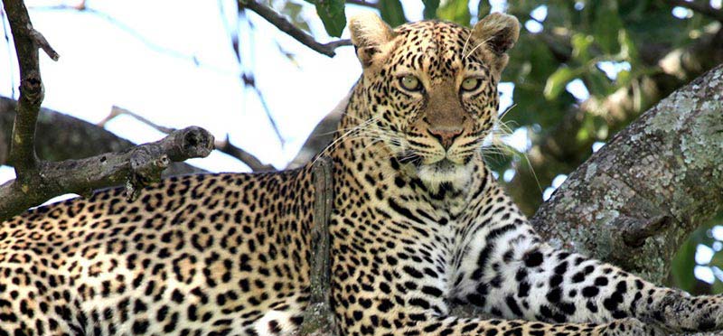 Kruger Park Safari Tour