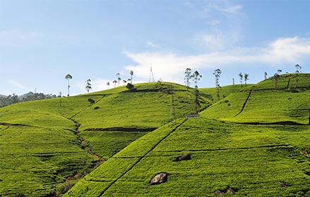 Honeymoon in Sri Lanka Tour