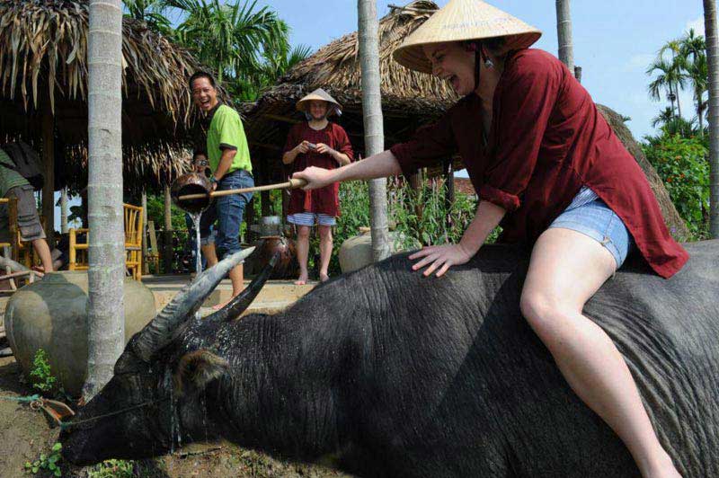 Buffalo Cart And Farming Life Tour