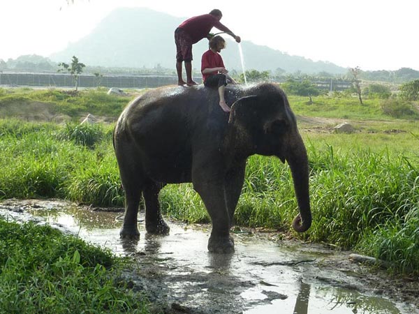 Chiang Mai Full Day Lampang Elephant School And Horse Carriage Tour