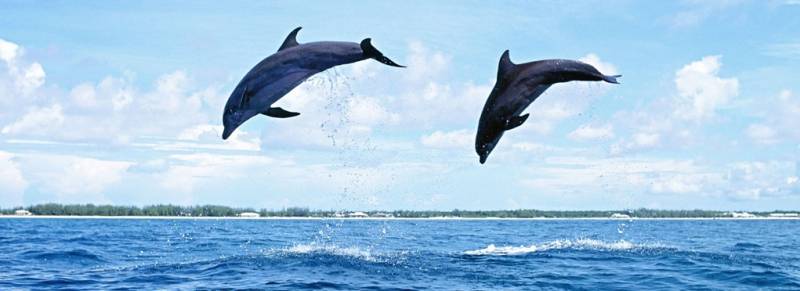 Goa Dolphin Ride Trip Tour