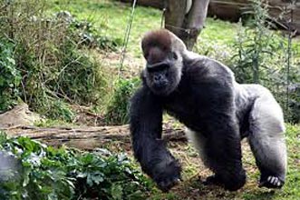 14 Day Gorillas And Wildlife Tour