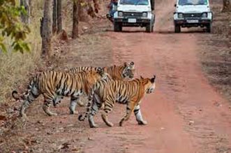 Corbett Wildlife Safari Tour