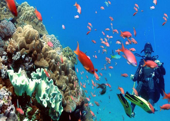 Bali Dive Include Transfer Tour Image