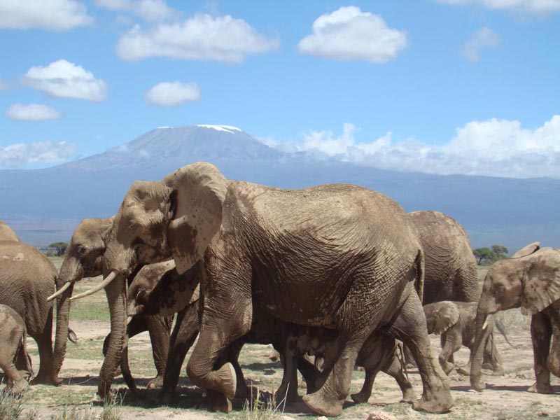 Amboseli National Park Package