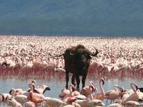 Massai Mara, Lake Nakuru Package