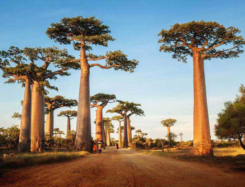 Baobabs And Tsingys Tour