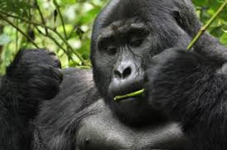 14 Day Gorilla Safaris & Wildlife To Uganda Tour