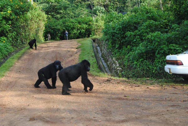 8 Day Rwanda Holiday Safari Tour