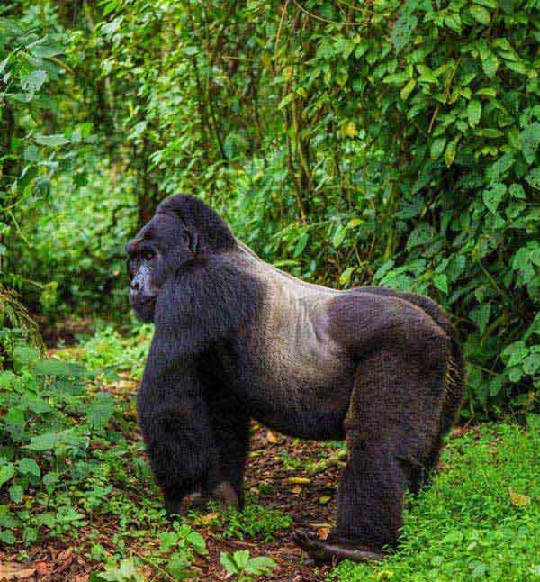 9 Day Rwanda Holiday Safari Tour