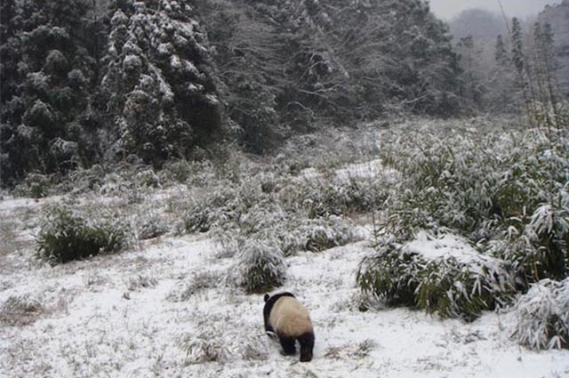 Panda Tracking Adventure In Their Habitat Tour